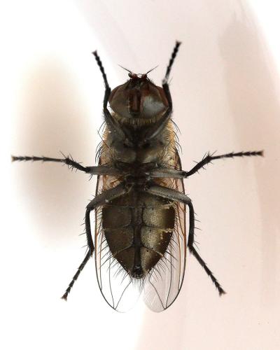 Réf. 345 616 : Pollenia sp.